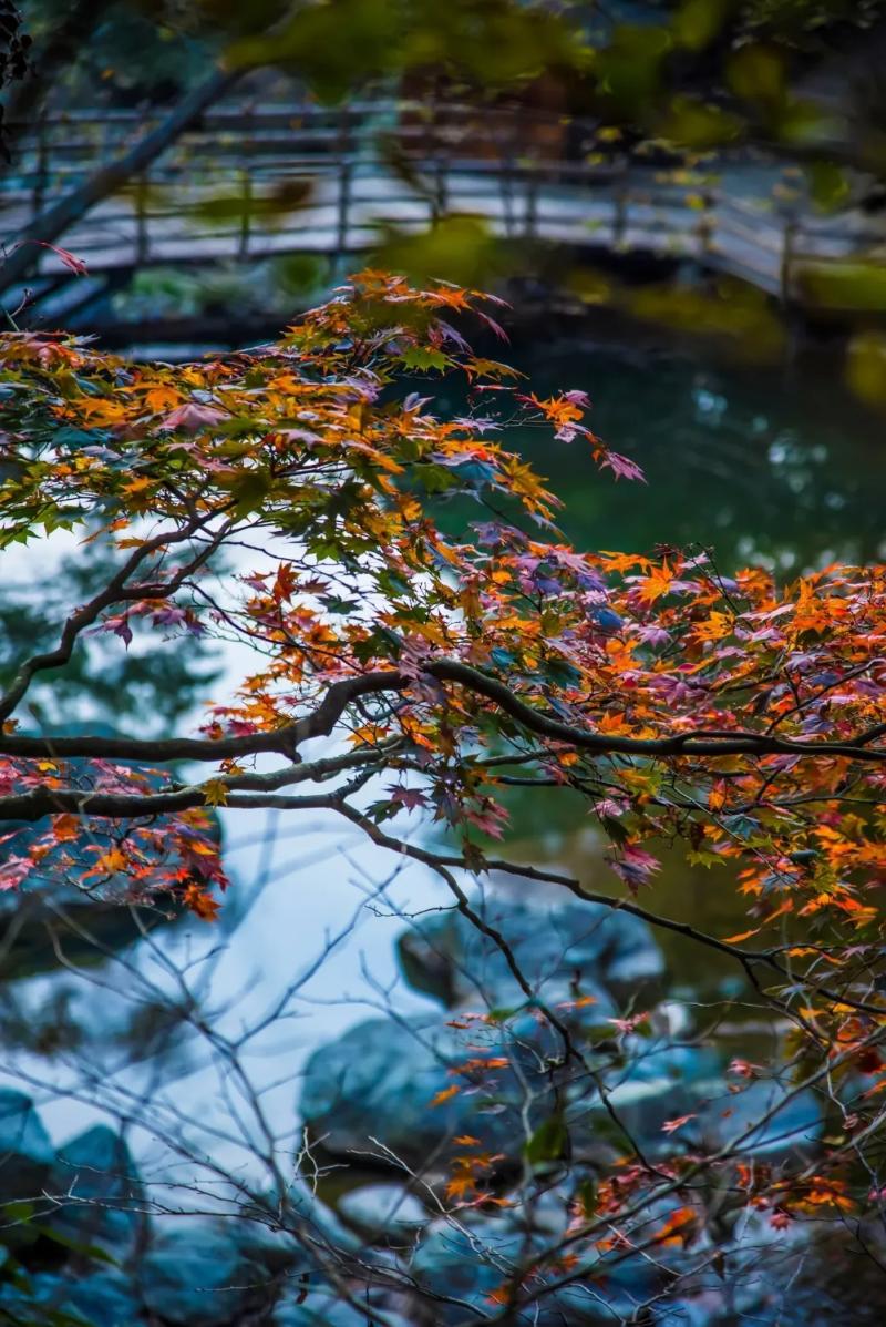 紅葉漫山 天堂寨之秋