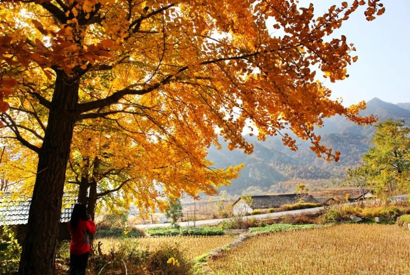 銀杏村的金色海洋