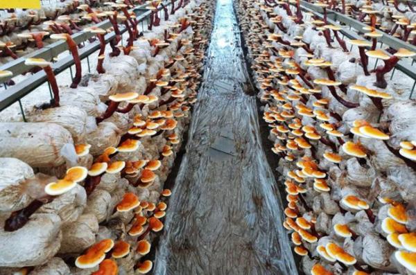 “西山藥庫”，怎樣飄香大健康產(chǎn)業(yè)