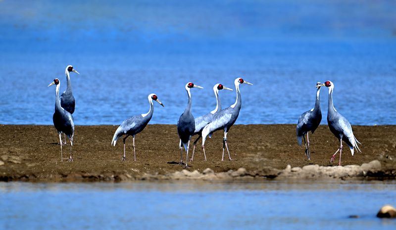 霍山東淠河濕地
