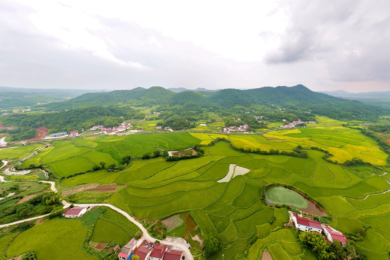 徽風皖韻鄉村美　山清水秀生態美