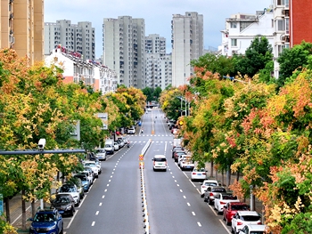 欒樹盛放滿城“染”秋