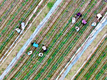 寒露時節農事忙