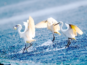 東淠河畔鷺影蹁躚