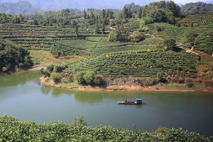 金寨面沖西茶谷主題公園